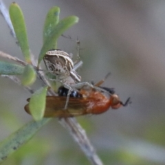 Oxyopes gracilipes at Mongarlowe, NSW - suppressed