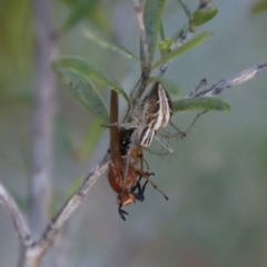 Oxyopes gracilipes at Mongarlowe, NSW - 29 Sep 2023