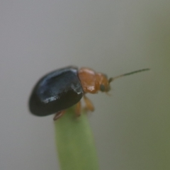 Nisotra sp. (genus) (Flea beetle) at QPRC LGA - 29 Sep 2023 by LisaH