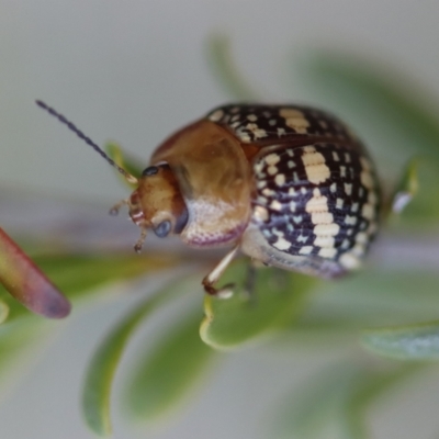 Paropsis pictipennis (Tea-tree button beetle) at QPRC LGA - 29 Sep 2023 by LisaH