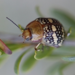 Paropsis pictipennis at Mongarlowe, NSW - 29 Sep 2023