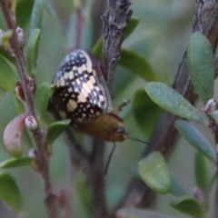 Paropsis pictipennis at Mongarlowe, NSW - 29 Sep 2023