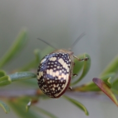 Paropsis pictipennis at Mongarlowe, NSW - 29 Sep 2023