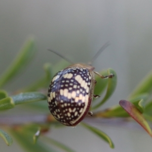 Paropsis pictipennis at Mongarlowe, NSW - suppressed