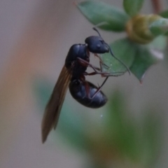 Polyrhachis sp. (genus) (A spiny ant) at Mongarlowe, NSW - 29 Sep 2023 by LisaH