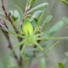 Neosparassus patellatus (Tasmanian Badge Huntsman) at QPRC LGA - 29 Sep 2023 by LisaH