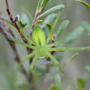 Neosparassus patellatus at QPRC LGA - suppressed