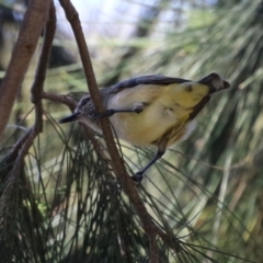 Acanthiza chrysorrhoa (Yellow-rumped Thornbill) at Monash, ACT - 30 Sep 2023 by RodDeb