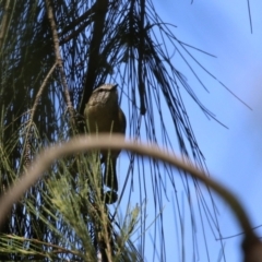 Acanthiza chrysorrhoa at Monash, ACT - 30 Sep 2023