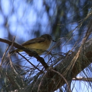 Acanthiza chrysorrhoa at Monash, ACT - 30 Sep 2023 10:55 AM