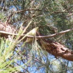 Acanthiza chrysorrhoa at Monash, ACT - 30 Sep 2023