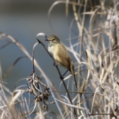 Acrocephalus australis (Australian Reed-Warbler) at Tuggeranong Creek to Monash Grassland - 30 Sep 2023 by RodDeb