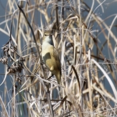 Acrocephalus australis at Monash, ACT - 30 Sep 2023 10:38 AM