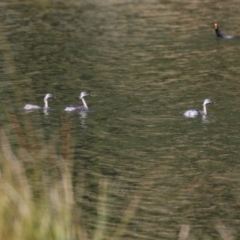 Poliocephalus poliocephalus (Hoary-headed Grebe) at Tuggeranong Creek to Monash Grassland - 30 Sep 2023 by RodDeb