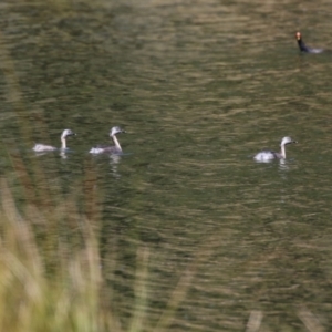 Poliocephalus poliocephalus at Monash, ACT - 30 Sep 2023