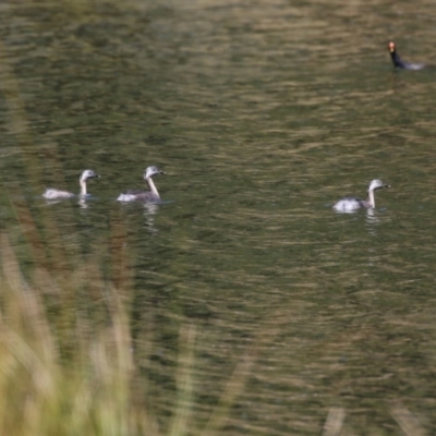 Poliocephalus poliocephalus (Hoary-headed Grebe) at Tuggeranong Creek to Monash Grassland - 30 Sep 2023 by RodDeb