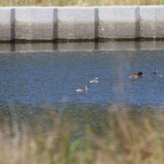 Poliocephalus poliocephalus at Monash, ACT - 30 Sep 2023