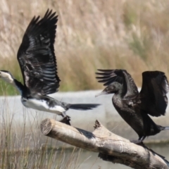 Microcarbo melanoleucos (Little Pied Cormorant) at Tuggeranong Creek to Monash Grassland - 30 Sep 2023 by RodDeb