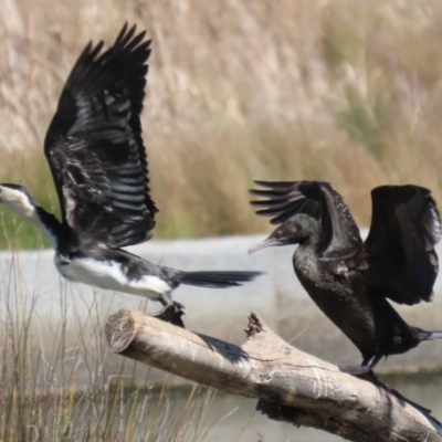 Microcarbo melanoleucos (Little Pied Cormorant) at Isabella Pond - 30 Sep 2023 by RodDeb