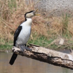 Microcarbo melanoleucos at Monash, ACT - 30 Sep 2023