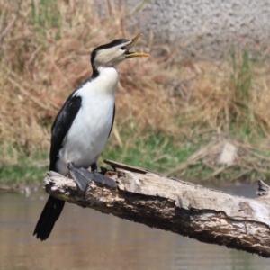 Microcarbo melanoleucos at Monash, ACT - 30 Sep 2023