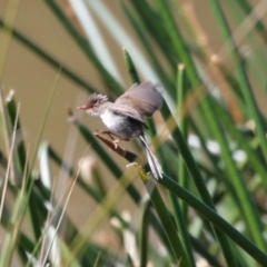 Malurus cyaneus (Superb Fairywren) at Monash, ACT - 30 Sep 2023 by RodDeb