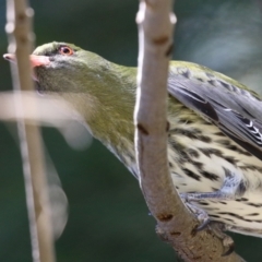 Oriolus sagittatus (Olive-backed Oriole) at Isabella Pond - 30 Sep 2023 by RodDeb