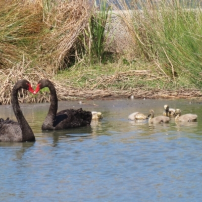 Cygnus atratus (Black Swan) at Isabella Pond - 30 Sep 2023 by RodDeb