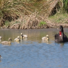 Cygnus atratus at Monash, ACT - 30 Sep 2023 11:15 AM