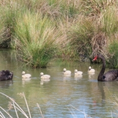 Cygnus atratus at Monash, ACT - 30 Sep 2023 11:15 AM