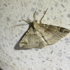 Syneora hemeropa (Ring-tipped Bark Moth) at Jerrabomberra, NSW - 30 Sep 2023 by SteveBorkowskis