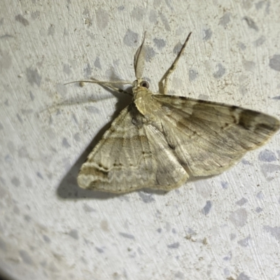 Syneora hemeropa (Ring-tipped Bark Moth) at QPRC LGA - 30 Sep 2023 by Steve_Bok