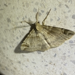 Syneora hemeropa at Jerrabomberra, NSW - 30 Sep 2023