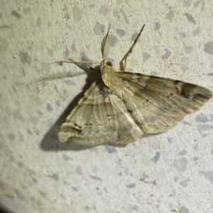 Syneora hemeropa at Jerrabomberra, NSW - 30 Sep 2023