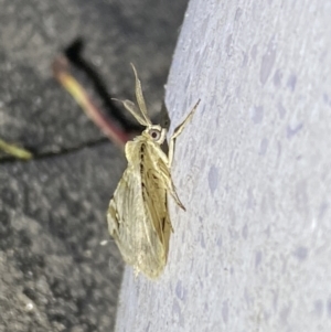 Syneora hemeropa at Jerrabomberra, NSW - 30 Sep 2023