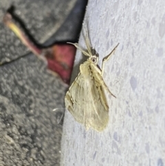 Syneora hemeropa at Jerrabomberra, NSW - 30 Sep 2023