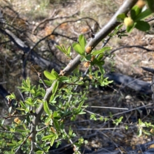 Pyracantha fortuneana at Hackett, ACT - 30 Sep 2023 08:33 AM