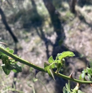 Rosa rubiginosa at Hackett, ACT - 30 Sep 2023 08:48 AM