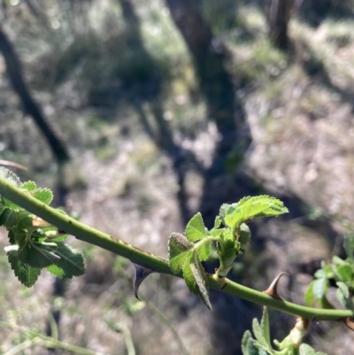 Rosa rubiginosa (Sweet Briar, Eglantine) at Mount Majura - 29 Sep 2023 by waltraud