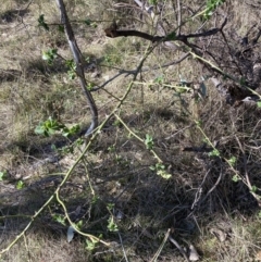 Rosa rubiginosa at Hackett, ACT - 30 Sep 2023 08:48 AM