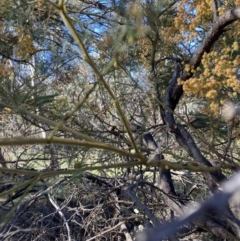 Acacia decurrens (Green Wattle) at Mount Majura - 29 Sep 2023 by waltraud