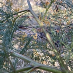 Acacia decurrens (Green Wattle) at Hackett, ACT - 29 Sep 2023 by waltraud