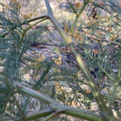 Acacia decurrens (Green Wattle) at Mount Majura - 29 Sep 2023 by waltraud