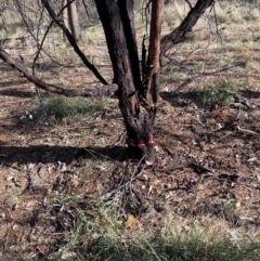 Acacia decurrens at Hackett, ACT - 30 Sep 2023