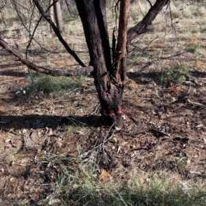 Acacia decurrens at Hackett, ACT - 30 Sep 2023