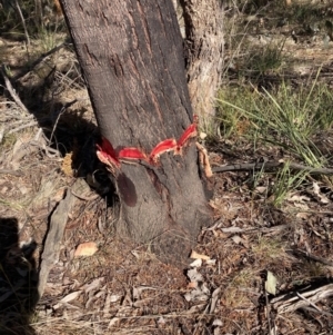 Acacia decurrens at Hackett, ACT - 30 Sep 2023