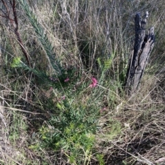 Grevillea sp. (Grevillea) at Hackett, ACT - 30 Sep 2023 by waltraud