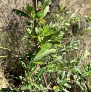 Pyracantha fortuneana at Hackett, ACT - 30 Sep 2023