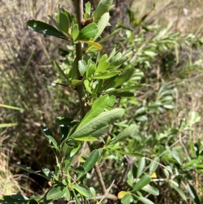 Pyracantha fortuneana (Firethorn) at Hackett, ACT - 29 Sep 2023 by waltraud