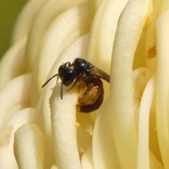 Exoneura sp. (genus) (A reed bee) at Braemar - 27 Sep 2023 by Curiosity